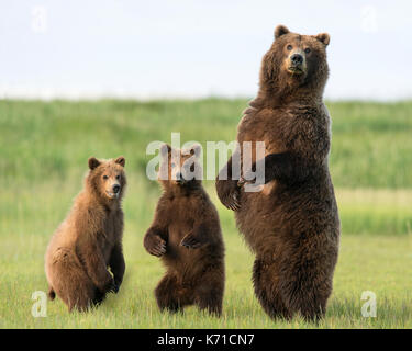 Brown bear sow and yearling cubs standing Stock Photo