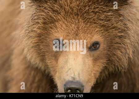 Brown bear yearling cub close up Stock Photo