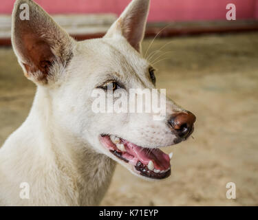 Candid shot of a smiling white askal stray dog Stock Photo