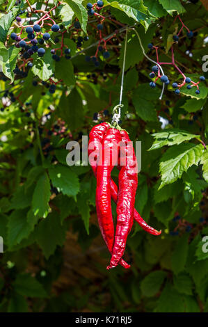 VILLAGE MEDIEVAL DU CASTELLET, PIMENT D'ESPELETTE, VAR 83 FRANCE Stock Photo