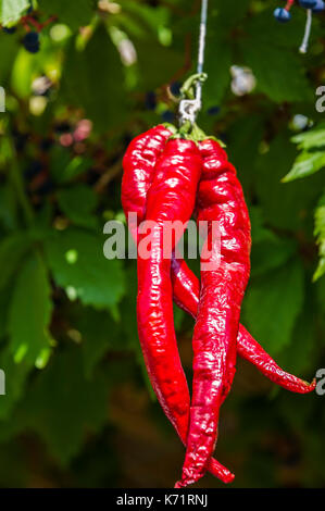 VILLAGE MEDIEVAL DU CASTELLET, PIMENT D'ESPELETTE, VAR 83 FRANCE Stock Photo