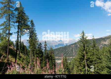 View from Simplon pass road, alpine vegetation, Valais, Switzerland Stock Photo