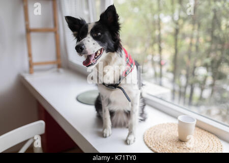 Happy dog waiting for owner on window ledge Stock Photo
