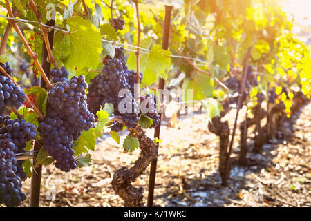Bunch of ripe black grape on the vine in sunny autumn vineyards before harvest Stock Photo