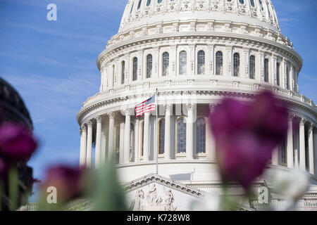 The USA Capitol Building with tulips in the foreground in Washington, DC on April 13th, 2017. 13th Apr, 2017. Credit: Alex Edelman/ZUMA Wire/Alamy Live News Stock Photo