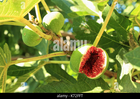 Open fig fruit in fig tree branch Stock Photo
