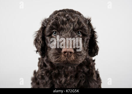 Portrait of an Australian labradoodle puppy dog in the UK. Stock Photo