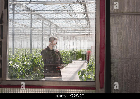 Man talking on mobile phone while holding digital tablet in greenhouse Stock Photo