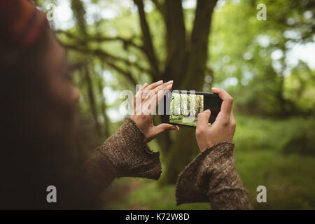 Cropped image of woman photographing from mobile phone at forest Stock Photo