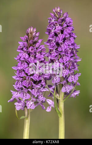 Common Spotted Orchid flowering heads Stock Photo
