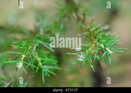 closeup to water drops on juniper twig selective focus Stock Photo
