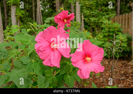 Giant pink hibiscus plant, or hibiscus moscheutos, flowering and growing in an Alabama garden, United States. Stock Photo