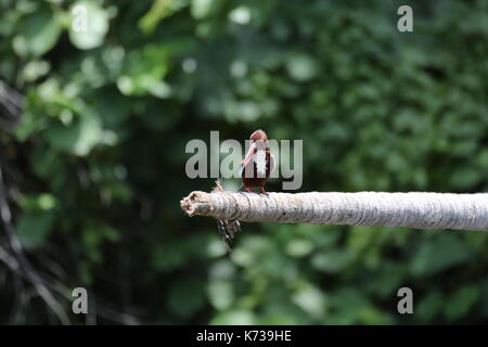 King Fisher Brown and Blue, Sri Lanka, Asia Stock Photo