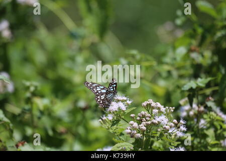 Glassy Tiger Buttlerfly, Sri Lanka, Parantica aglea Stock Photo