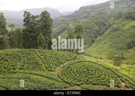 Sri Lanka Tea Plantation, South East Asia, Hill Country, Tea Pickers, Tea Estate, Tea Picker, Tea Crop, Ceylon Tea, English Breakfast Tea, Agriculture Stock Photo