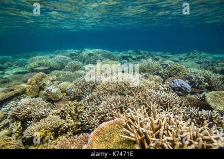 Philippines, Palawan, Taytay Bay, Isla Blanca, coral reef Stock Photo