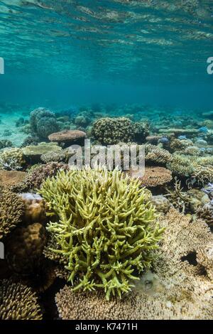 Philippines, Palawan, Taytay Bay, Isla Blanca, coral reef Stock Photo