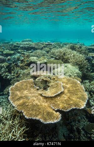 Philippines, Palawan, Taytay Bay, Isla Blanca, coral reef Stock Photo