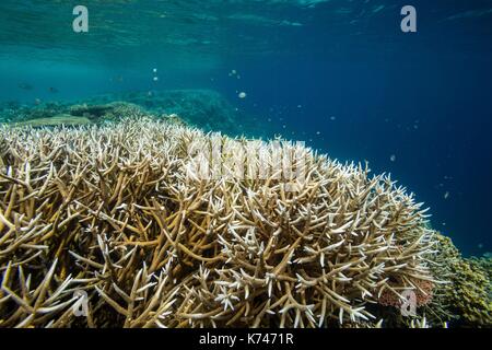 Philippines, Palawan, Taytay Bay, Isla Blanca, coral reef Stock Photo