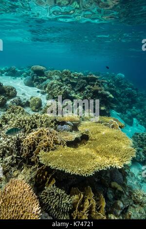 Philippines, Palawan, Taytay Bay, Isla Blanca, coral reef Stock Photo