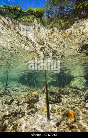 Philippines, Palawan, Taytay Bay, Isla Blanca, young mangrove tree underwater Stock Photo