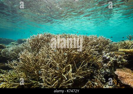 Philippines, Palawan, Taytay Bay, Isla Blanca, coral reef Stock Photo