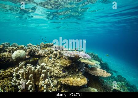 Philippines, Palawan, Taytay Bay, Isla Blanca, coral reef Stock Photo