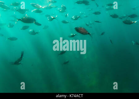 Fish bank in underwater marine reserve in Tabarca island, Spain Stock Photo  - Alamy