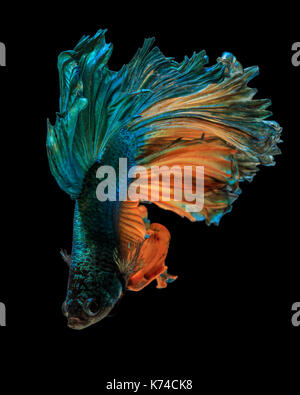 Fine art concept close up beautiful movement of 'Half moon' Betta fish isolated Stock Photo