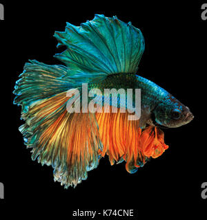 Fine art concept close up beautiful movement of 'Half moon' Betta fish isolated Stock Photo