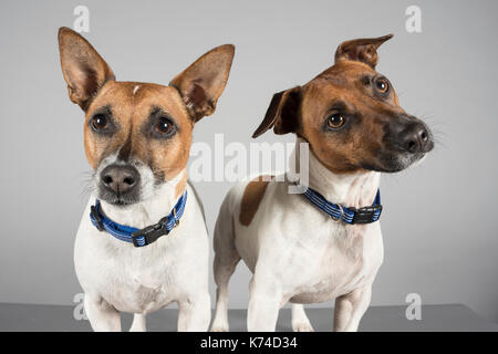 Jack Russell Terriers (male), UK. Stock Photo