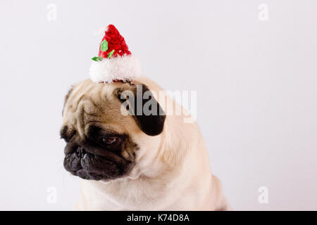 Very sad dog pug with the christmas hat on the white ground. Isolated Stock Photo