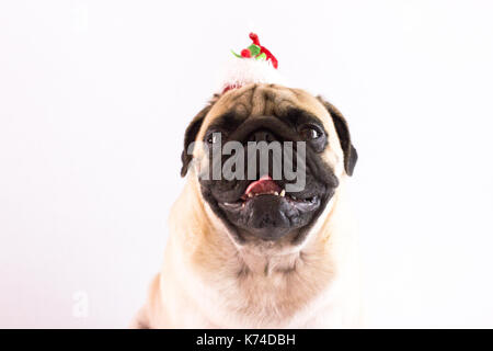 Dog pug with the christmas hat on the white ground. Isolated Stock Photo