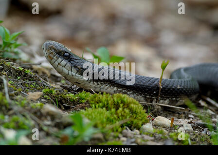 Eastern black rat snake - Pantherophis alleghaniensis Stock Photo - Alamy