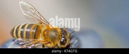 Bee on Grapes Close Up. Honey Bee Sucks Nectar From Purple Grapes Macro. Stock Photo