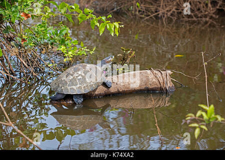 Yellow-spotted Amazon river turtle / yellow-spotted river turtle (Podocnemis unifilis) resting on log in river, native to South America's Amazon Basin Stock Photo