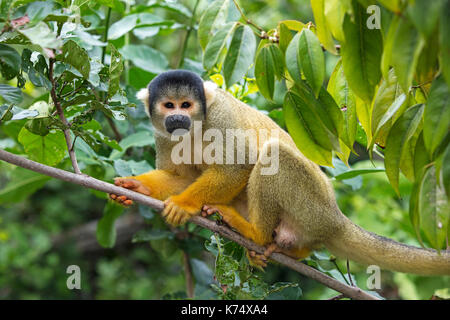 Bolivian squirrel monkey / black-capped squirrel monkey (Saimiri boliviensis boliviensis) in tree, Pampas del Yacuma, Bolivia Stock Photo