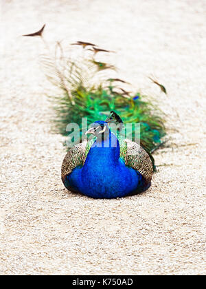 Indian peafowl (Pavo cristatus), adult, male, sits on the ground, captive, Germany Stock Photo