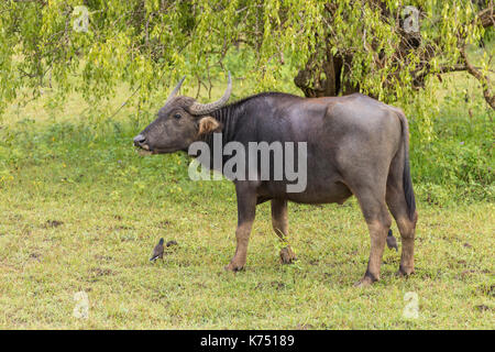 Asian water buffalo in Yala Nationalpark, Sri Lanka