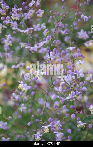 Thalictrum delavayi or Chinese Meadow Rue Stock Photo