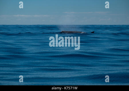 a northern bottlenose whale (Hyperoodon ampullatus) surfacing close to Pico Island in the Azores. Stock Photo