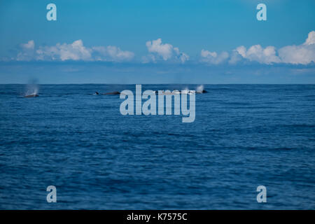 A pod of northern bottlenose whales in summer. Stock Photo