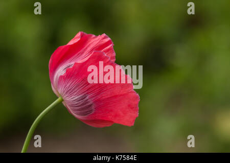 Poppy flower Stock Photo