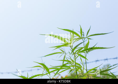 Marijuana Bud on Canopy of Indoor Cannabis Plants with Flat Vintage Style Stock Photo