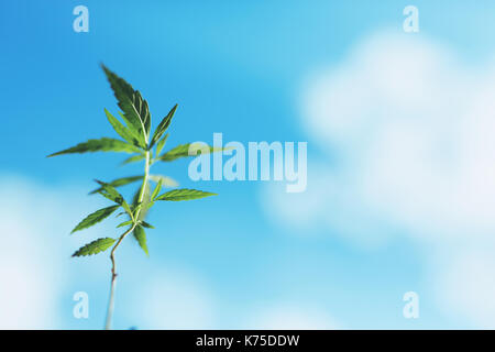 Marijuana plant seedling growing from seed  on a bright summer day. Close up. Stock Photo