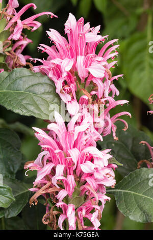 Early autumn pink flowers of the Brazilian plume flower, Justicia carnea, a conservatory or greenhouse plant in the UK Stock Photo