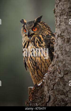 Eurasian Eagle-owl - Bubo bubo Stock Photo