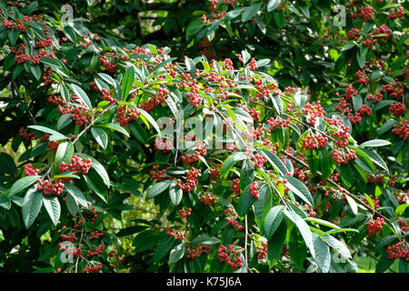 Red berries Cotoneaster shrubs in early autumn in the UK Stock Photo