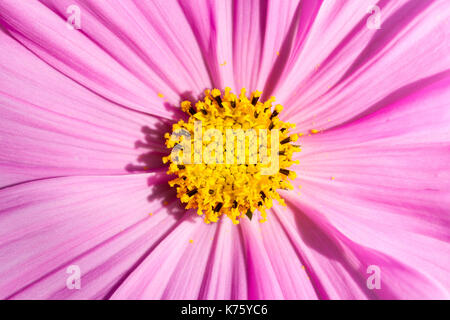 Cosmos bipinnatus pink flower macro image Stock Photo