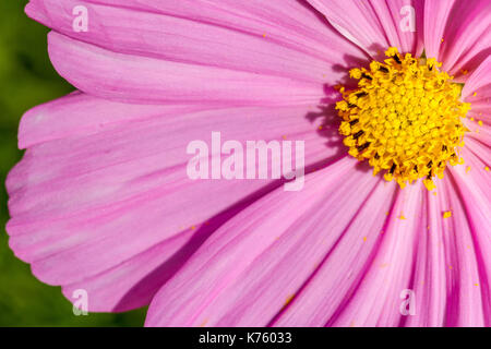 Close up of a cosmos bipinnatus pink flower, Dorset, UK Stock Photo